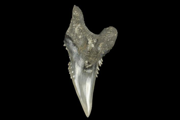 Snaggletooth Shark (Hemipristis) Tooth - Aurora, NC #180175